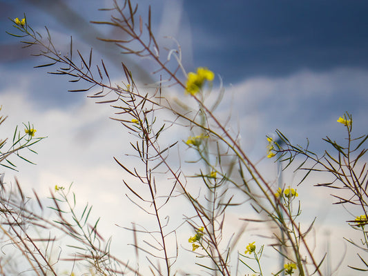 Introducing ASPA-Fernblock®: The next generation of sunscreen innovation